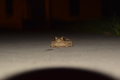 frog floor