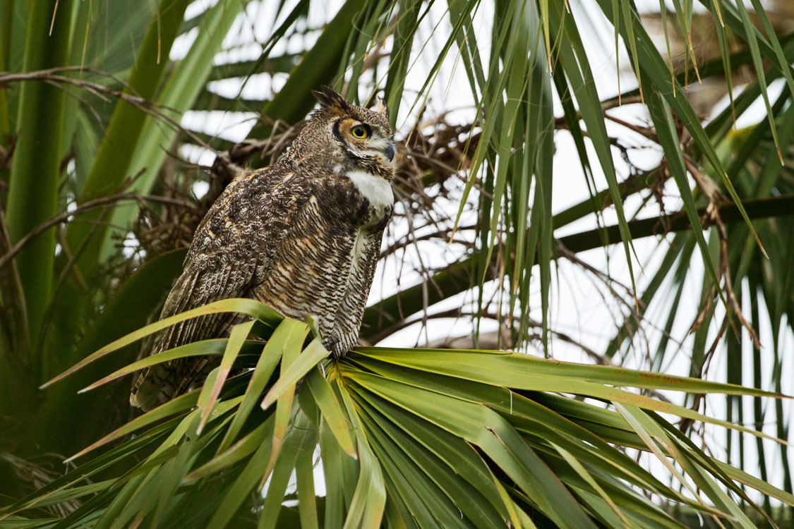 Endangered animals at Sabal Palm Sanctuary