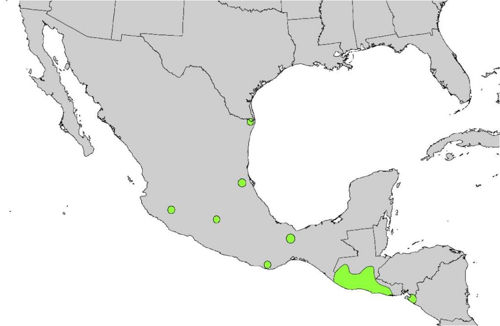 Current distribution of Sabal Palms